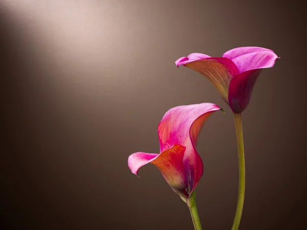 Fresh beautiful calla lilys — Stock Photo, Image