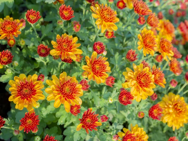 Flores de colores en el parque — Foto de Stock