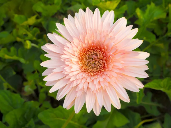 Fiori colorati sul parco all'aperto — Foto Stock