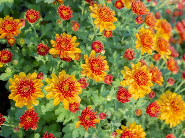 Colorful flowers on the park Stock Picture