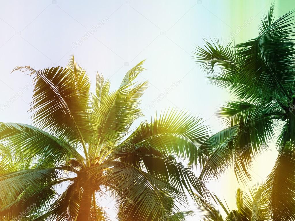 Palm trees at tropical outdoor, vintag style