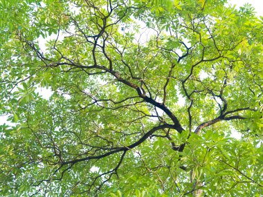 yeşil yapraklar beyaz üzerinde izole