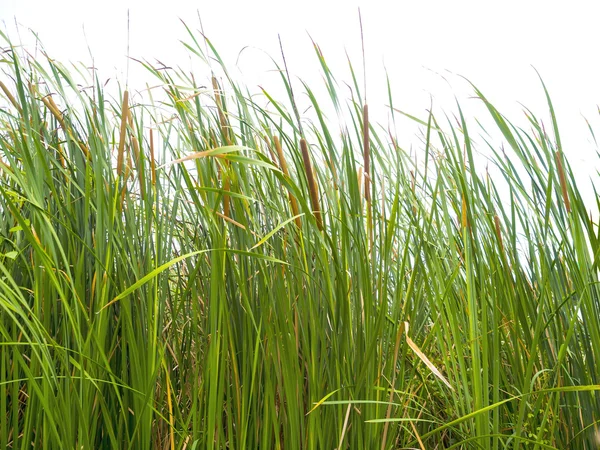 Groen gras weide op wit — Stockfoto