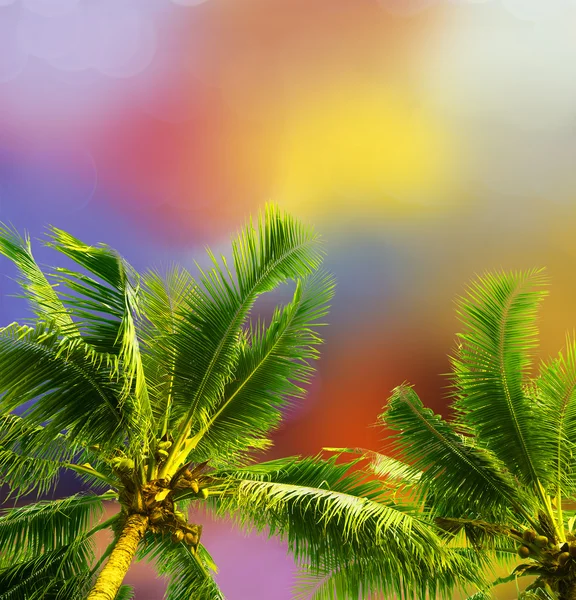 Kokosnöt träd och blad — Stockfoto