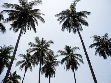 Hindistan cevizi ağacı silüeti