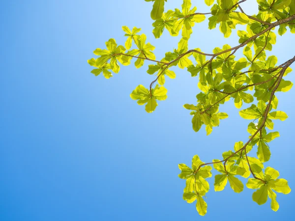 Beautiful fresh leaves on blue sky — Stock Photo, Image