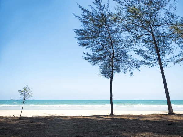 Träd framför havet — Stockfoto