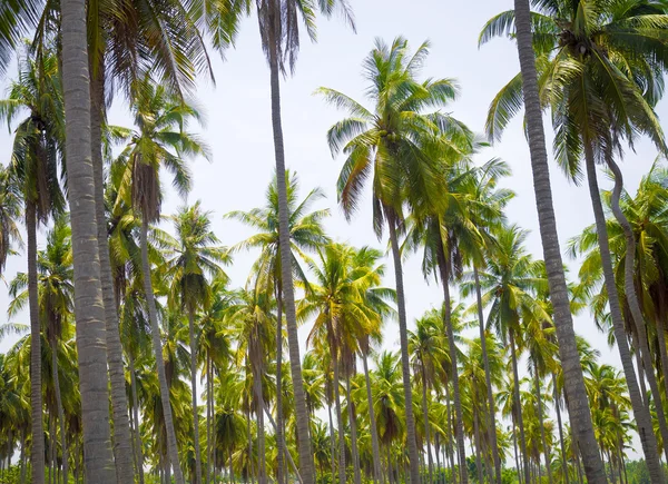 美丽的热带椰子植物, 有叶子和树木 — 图库照片