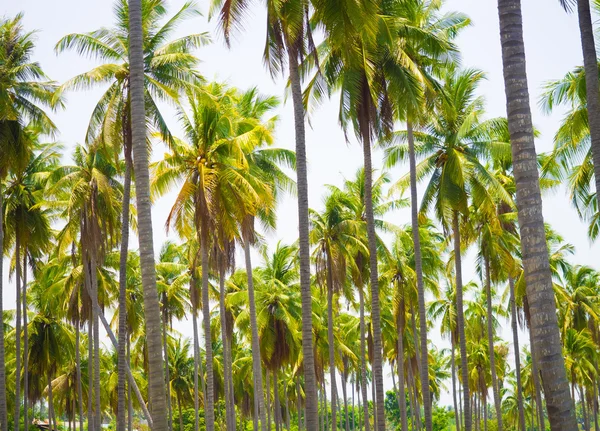 La bella pianta tropicale di cocco — Foto Stock