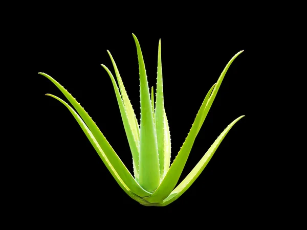 aloe vera bitki siyah