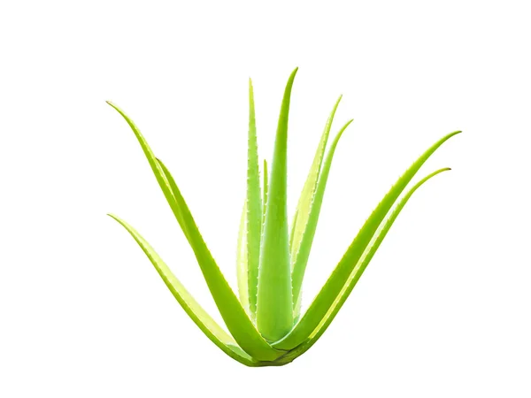 aloe vera bitki siyah
