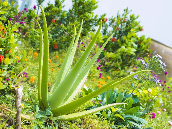 Φυτού Aloe vera για την εξωτερική — Φωτογραφία Αρχείου