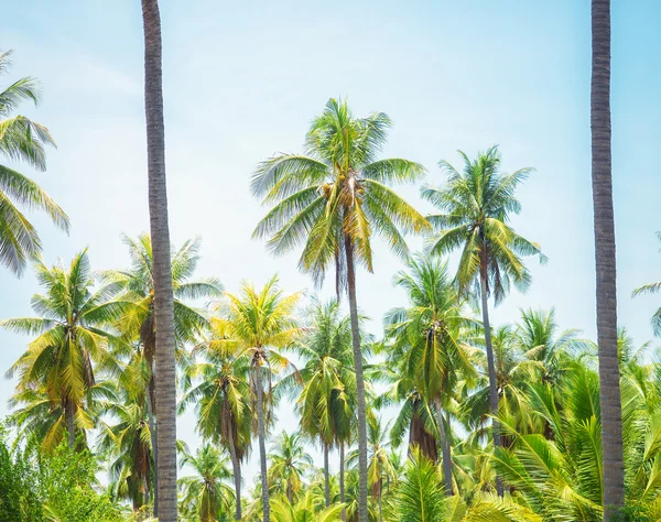 La bella pianta tropicale — Foto Stock