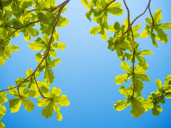 Beautiful fresh leaves on blue sky — Stock Photo, Image