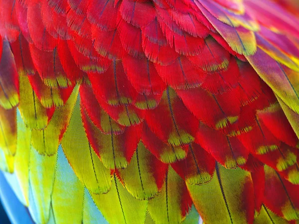 Close up of colorful feathers of macaw — Stock Photo, Image