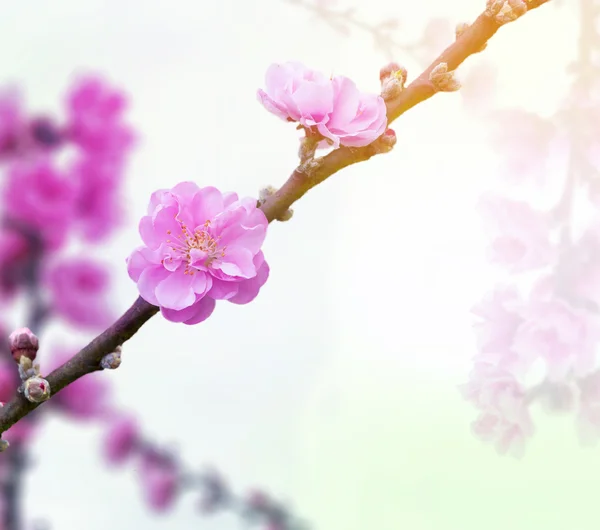 Schöne Blumen mit Farbfiltern hinzugefügt — Stockfoto