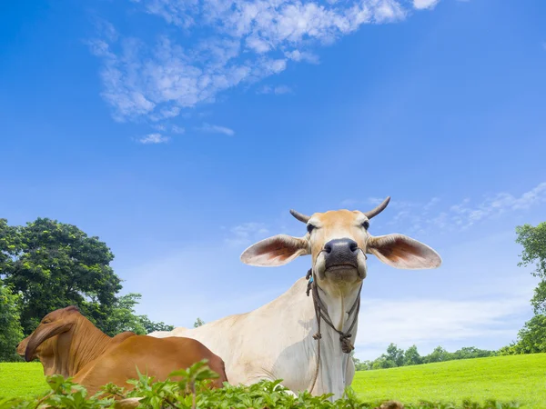 Binnenlandse koe in de veeteelt boerderij land — Stockfoto