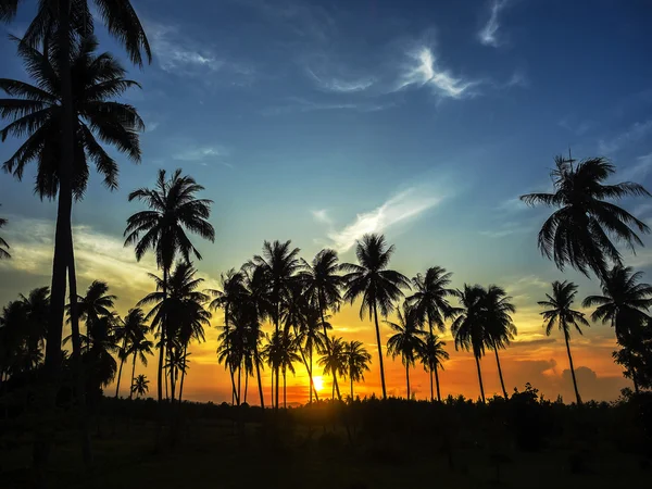 Silhouette von Palmen am bunten Himmel — Stockfoto