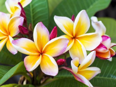renkli plumeria çiçek ve yaprak