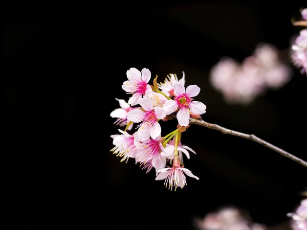 Красиві вишневі квіти квітучі — стокове фото