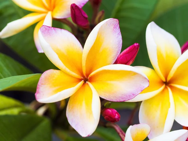 Fiore di plumeria colorato e — Foto Stock