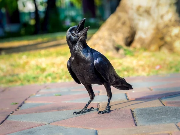 Corbeau célibataire intéressé par quelque chose — Photo