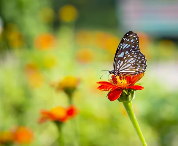 (El Tigre Azul Escaso) Hermosa mariposa en flor en la naturaleza —  Fotos de Stock