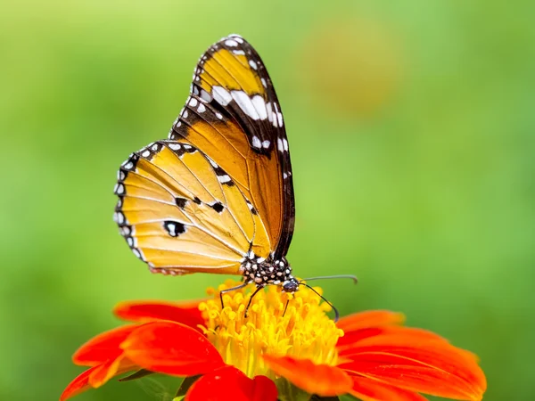 Plain Tiger Beautiful butterfly on flower in nature — Stock fotografie