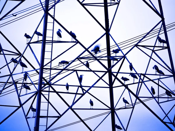 Silhouette of big birds on electrical tower — Stock Photo, Image