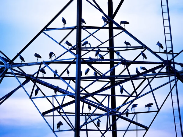 Σιλουέτα της με μεγάλα πουλιά σε πύργο για ηλεκτρικός — Φωτογραφία Αρχείου