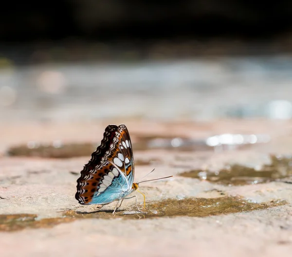 Nahaufnahme des Schmetterlings Commander (moduza procris milonia) — Stockfoto