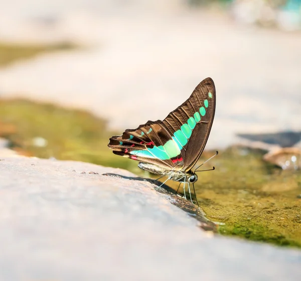 Common bluebottle Beautiful butterfly in nature — Stockfoto