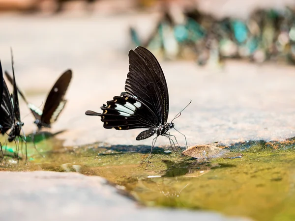 Closeup Black and white Butterfly (helen butterfly) — Stok fotoğraf