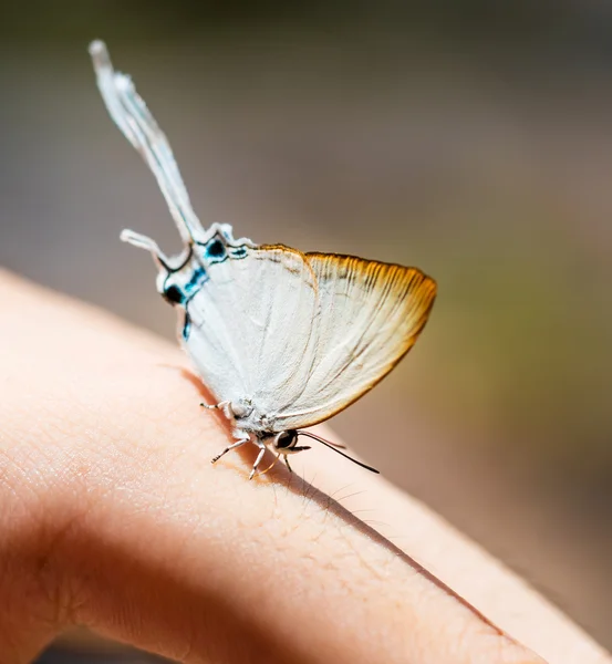 Schöner Schmetterling in der Natur, im Freien (gemeinsame imperiale) — Stockfoto