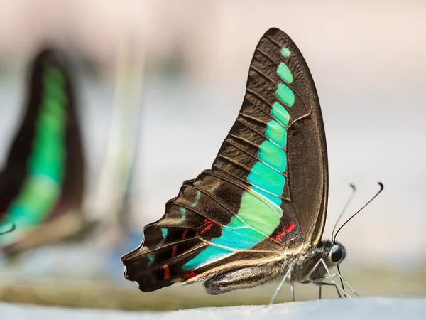 Common bluebottle Beautiful butterfly in nature — Stock fotografie
