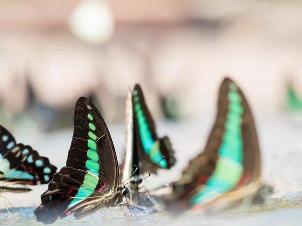 Gemeiner blauer Schmetterling in der Natur — Stockfoto