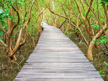 Deniz Sahil tropik mangrov giden merdiven