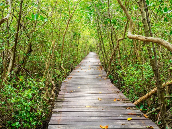 Escalera que conduce al manglar tropical en la orilla del mar —  Fotos de Stock