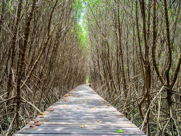 Escalera que conduce al manglar tropical en la orilla del mar —  Fotos de Stock