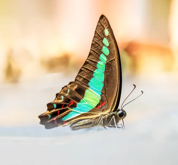 Botella azul común Hermosa mariposa en la naturaleza —  Fotos de Stock