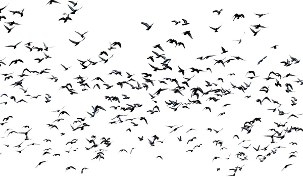 Viele Tauben fliegen isoliert in der Luft — Stockfoto