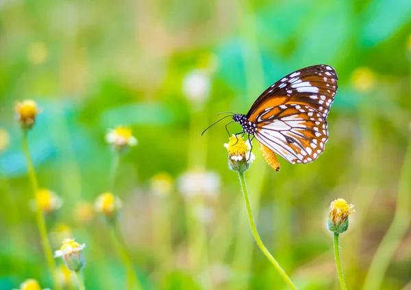 Hermosa mariposa tigre malayo en una flor en la naturaleza —  Fotos de Stock