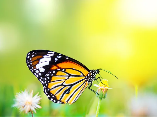 Hermosa mariposa tigre común en una flor en la naturaleza al aire libre —  Fotos de Stock