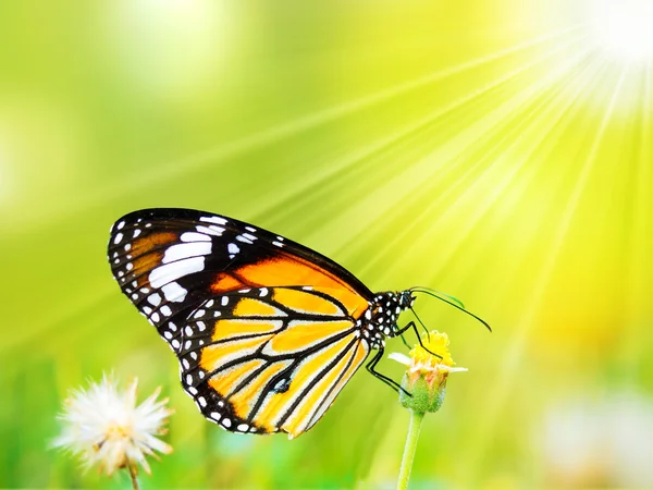 Hermosa mariposa tigre común en una flor en la naturaleza al aire libre —  Fotos de Stock