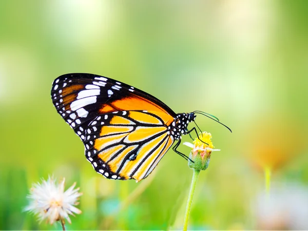 Borboleta tigre comum bonita em uma flor na natureza ao ar livre — Fotografia de Stock