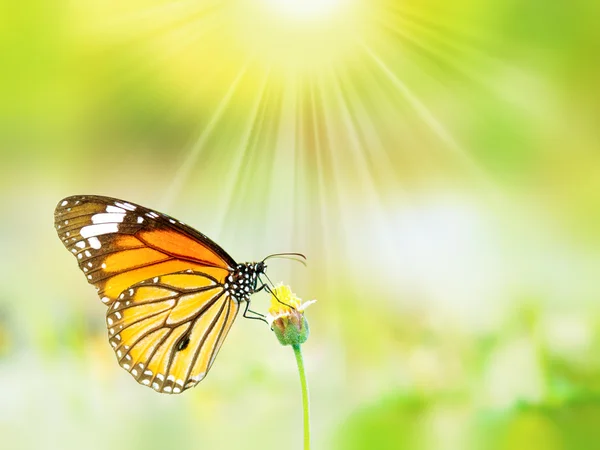 Borboleta tigre comum bonita em uma flor — Fotografia de Stock