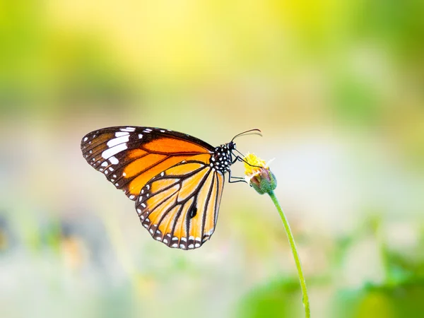 Borboleta tigre comum bonita em uma flor — Fotografia de Stock