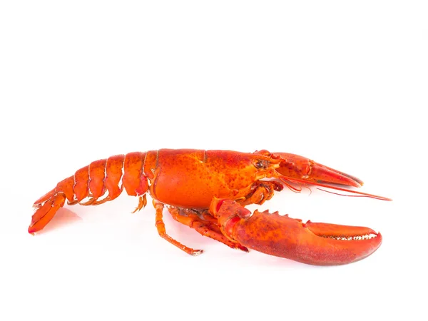 Steam Canadian lobster isolated on white — Stock Photo, Image