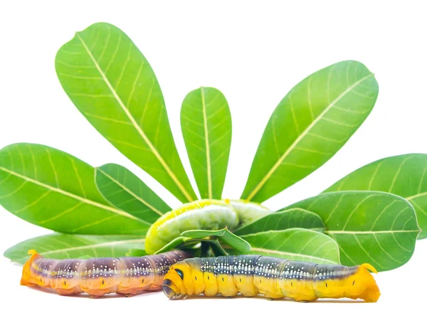 Gusano, una etapa de la vida de la mariposa — Foto de Stock