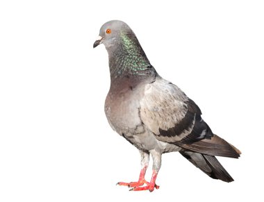 Beyaz arka plan üzerinde izole pigeon kuş